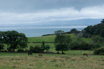 Paysage Irlandais avec chevaux