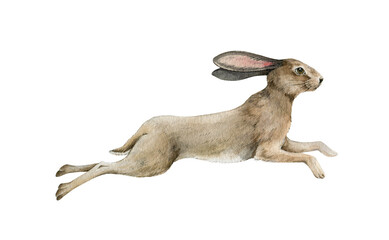 Cute running bunny. Small rabbit jump watercolor illustration. Wild gray fluffy bunny element. Forest and meadow animal with long ears on white background. Active wild rabbit