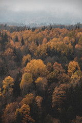 autumn in the forest