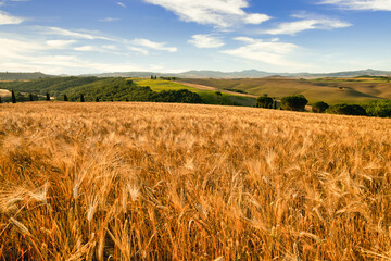 Mature grain, val d'orcia, siena, tuscany, italy