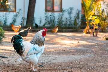 Rooster white and dark feather, cock bird, village yard background