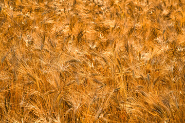 Mature grain, val d'orcia, siena, tuscany, italy