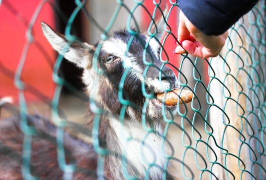 Feeding a goat with a carrot. Funny picture of a gray goat in a zoo eating carrot from the hands of visitors out from behind a fence. The goat's muzzle close-up. A farmland. Warm cinematic filter. 