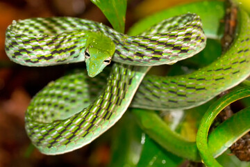 Green Vine Snake, Long-nosed Whip Snake, Ahaetulla nasuta, Sinharaja National Park Rain Forest, World Heritage Site, UNESCO, Bioreserve, Sri Lanka, Asia.