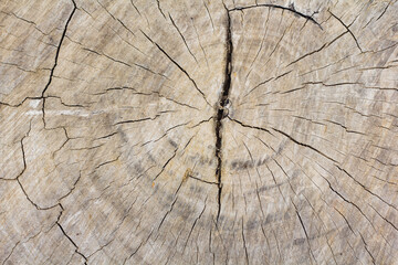 cross section of tree trunk