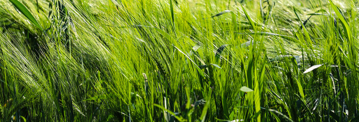 Young green rye fields on a sunny day. The ear is not yet ready to harvest wheat close-up, illuminated by sunlight. Blurred focus. space of sunlight on the horizon. The concept of a rich harvest idea