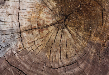 Black and white cracks on the cut wood surface.