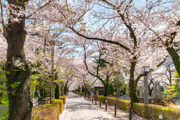 青山霊園の満開の桜並木