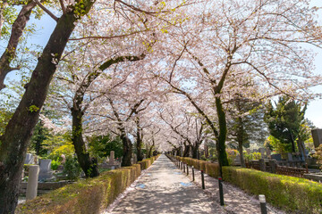 青山霊園の満開の桜並木