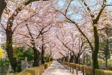 青山霊園の満開の桜並木