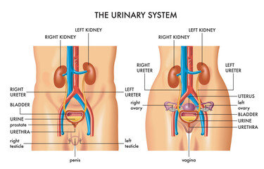Medical illustration shows the major organs of the female and male urinary system, with annotations.