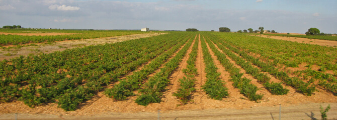 VIÑEDOS CASTILLA LA MANCHA