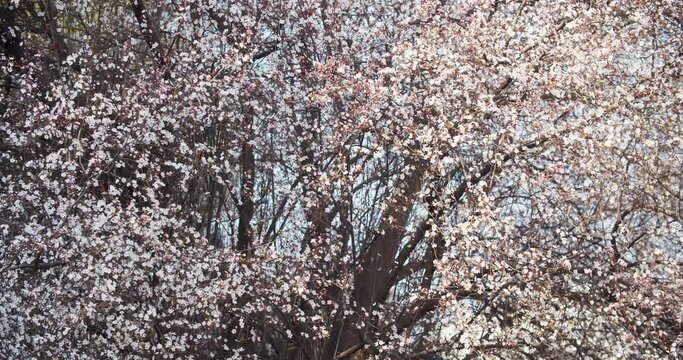 Spring flower bloom nature background Blossoming of red-leaf plum trees in spring in the park