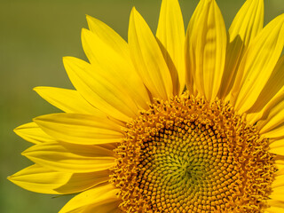 Naklejka premium Closeup of the head of a Sunflower