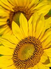 Naklejka premium Closeup of yellow Sunflower blossoms