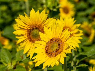 Closeup of multiple yellow sunflower blossoms