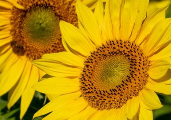Obraz premium Closeup of Sunflowers