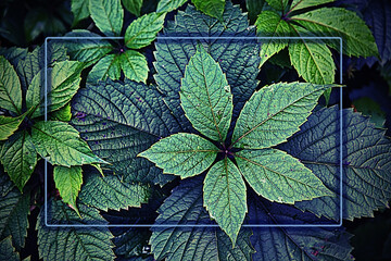 Rectangular frame on a background of beautiful plant leaves that make up the composition in purple tones.  Sadness, mourning. Natural Botanical background of creative fancy color.