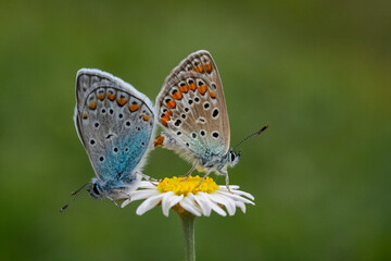 Beautiful brown argus butterfly in grassland. Aricia agestis.