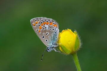 Beautiful brown argus butterfly in grassland. Aricia agestis.