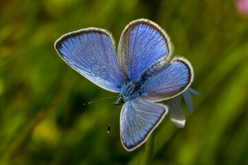 A male of the green-underside blue butterfly (Glaucopsyche alexis)