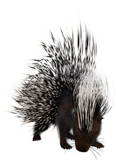 3D Rendering Crested Porcupine on White