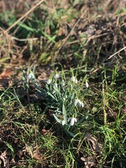 Schöne Schneeglöckchen im Frühjahr 