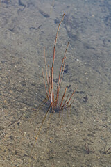 Weidentriebe im Wasser