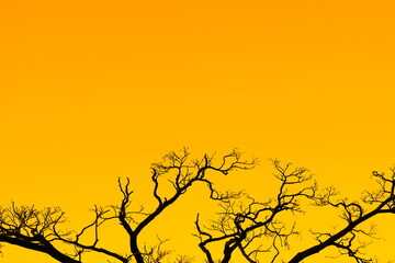 A large branching tree on an orange color background.