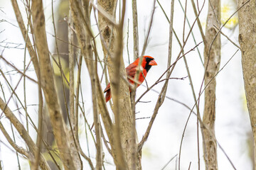 Cardinal looking over yonder