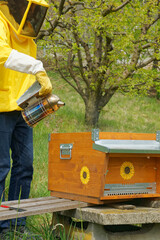 A beekeeper in yellow beekeeping suit seen working with hives, checking honeycomb frames, evaluating health and strength of the bee colony in a small private apiary in an orchard in Italy.