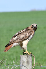 Red-tailed Hawk perched on a fence post eating a garter snake