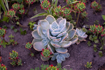 flowers in a garden
