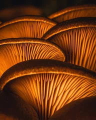 Wall murals Chocolate brown Forest Mushrooms at night