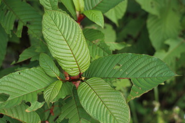 Kratom or Mitragyna Speciosa Plant with Fresh Green Leaves. This Plant is Herbal Medicine in Asia. Close Up Photo with Blurred Effect Background.