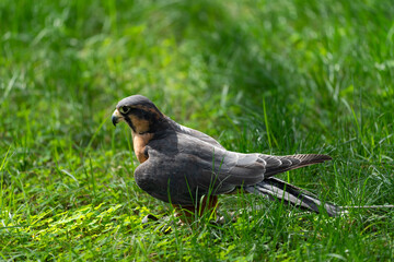 Aplomado falcon on the grass