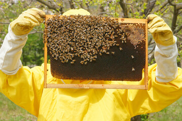 A beekeeper in yellow beekeeping suit seen working with hives, checking honeycomb frames, evaluating health and strength of the bee colony in a small private apiary in an orchard in Italy.