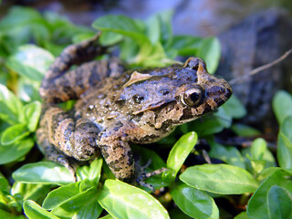 Discoglosso, Discoglossus sardus