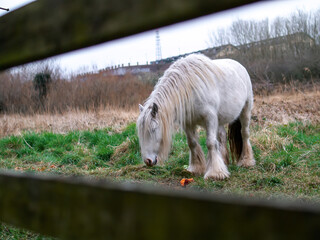 Portrait of cute white horse in a field eating colorful vegetables laying on the ground framed by wooden fence. Muted colors. Pet animal in a pasture. Equine industry.