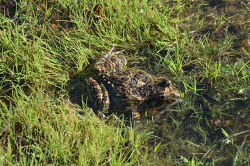 Discoglosso, Discoglossus sardus