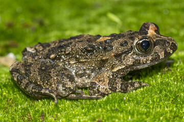 Discoglosso, Discoglossus sardus