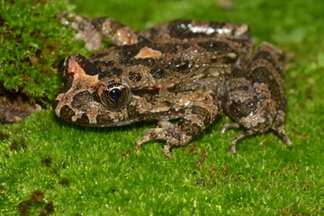 Discoglosso, Discoglossus sardus