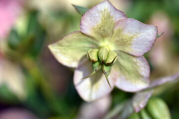 Nahaufnahme einer Nieswurzblüte