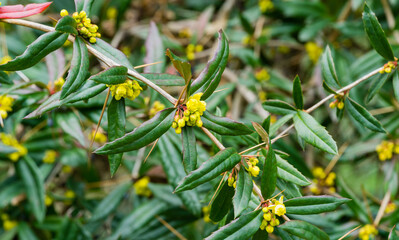 Blooming barberry Berberis soulieana bush with narrow evergreen leaves and yellow flowers. Close-up. Spreading openwork shrub in spring Arboretum Park Southern Cultures in Sirius (Adler) Sochi