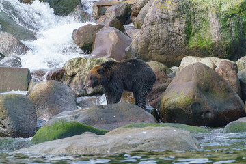 秋のヒグマ　狩り　北海道道東知床 羅臼相泊ヒグマクルーズ