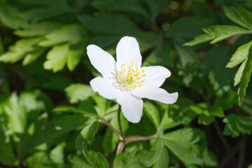 Windflower close up, flowering Anemone nemorosa in spring forest, in Finland. 