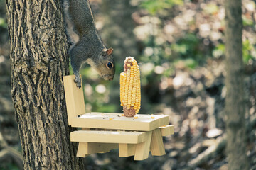 Squirrel eating from picnic table feeder