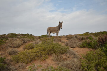 Asinello dell'Asinara, Equus africanus asinus