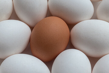 Brown egg in a group of eggs with a white shell