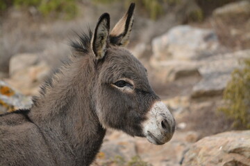 Asinello dell'Asinara, Equus africanus asinus